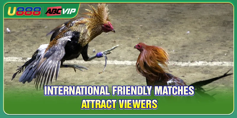 Live cockfighting at Moc Bai is attractive to viewers