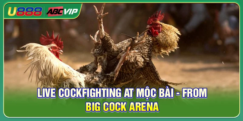 Live Cockfighting At Mộc Bài - From Big Cock Arena