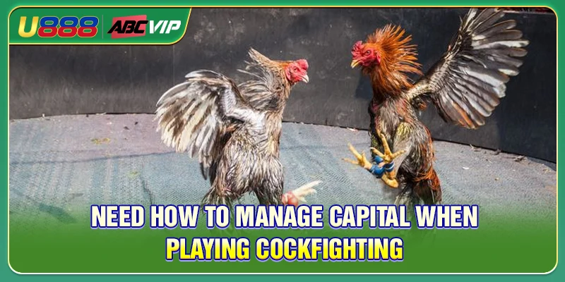 Need how to manage capital when playing cockfighting