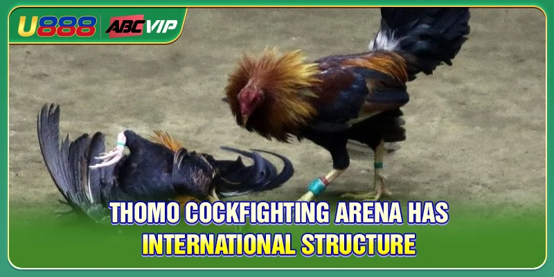 Thomo cockfighting arena has international structure