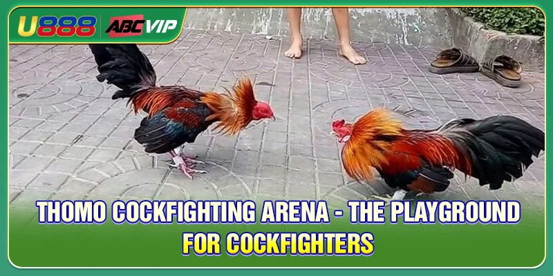 Thomo Cockfighting Arena - The Playground For Cockfighters