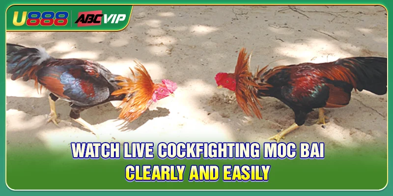 Watch live cockfighting Moc Bai clearly and easily
